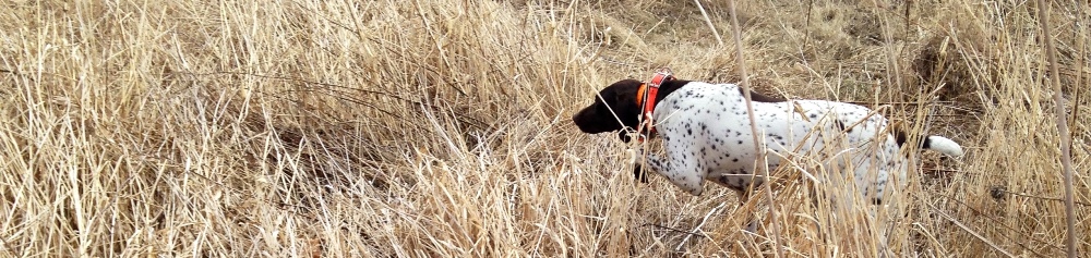 cheshams german shorthairs