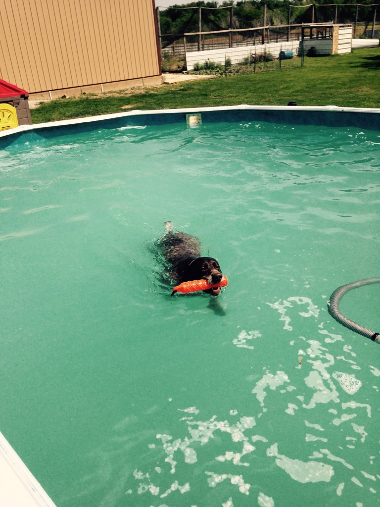 Gallery Yankee Branch Kennel