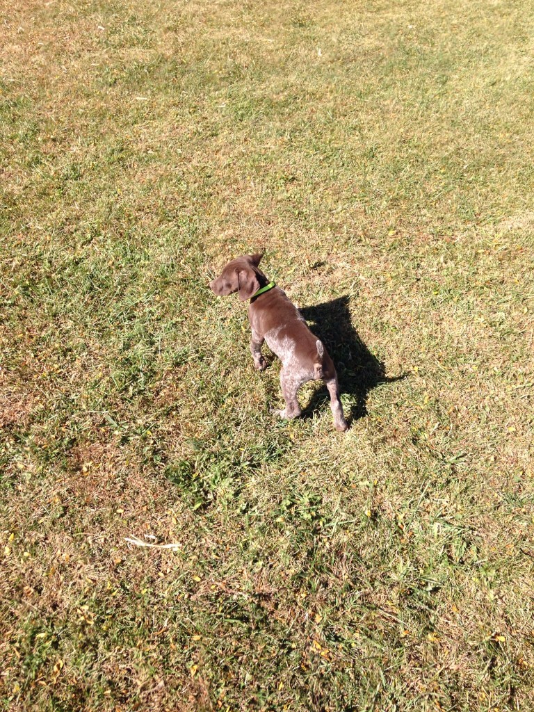 Gallery Yankee Branch Kennel