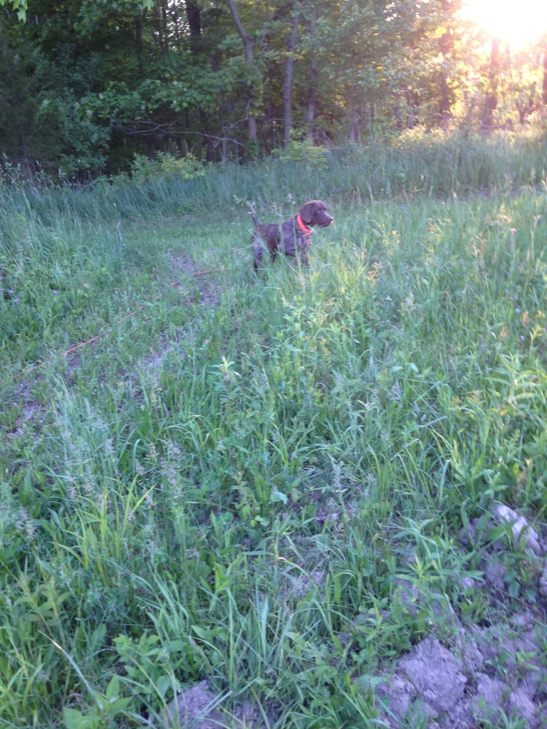 Gallery Yankee Branch Kennel