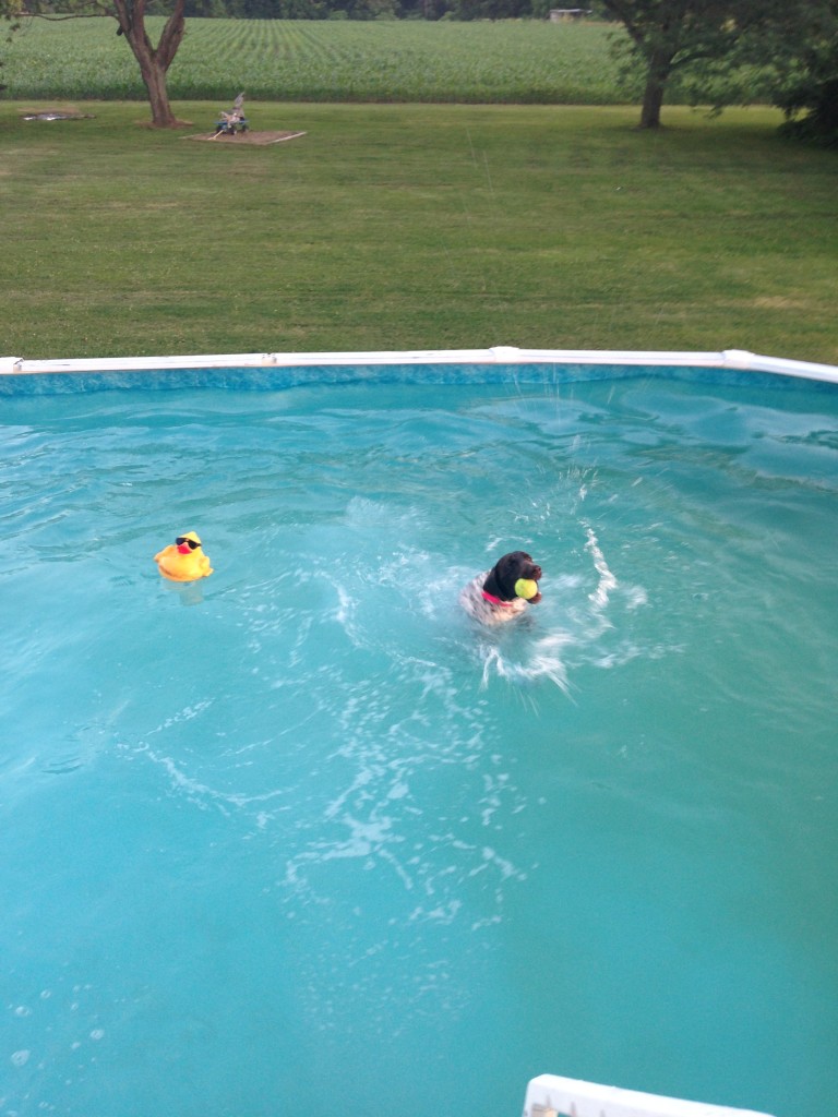 Gallery Yankee Branch Kennel