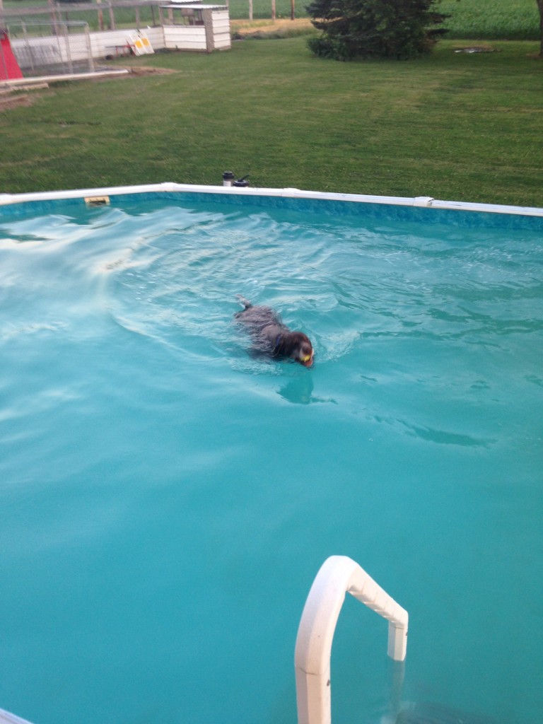 Gallery Yankee Branch Kennel