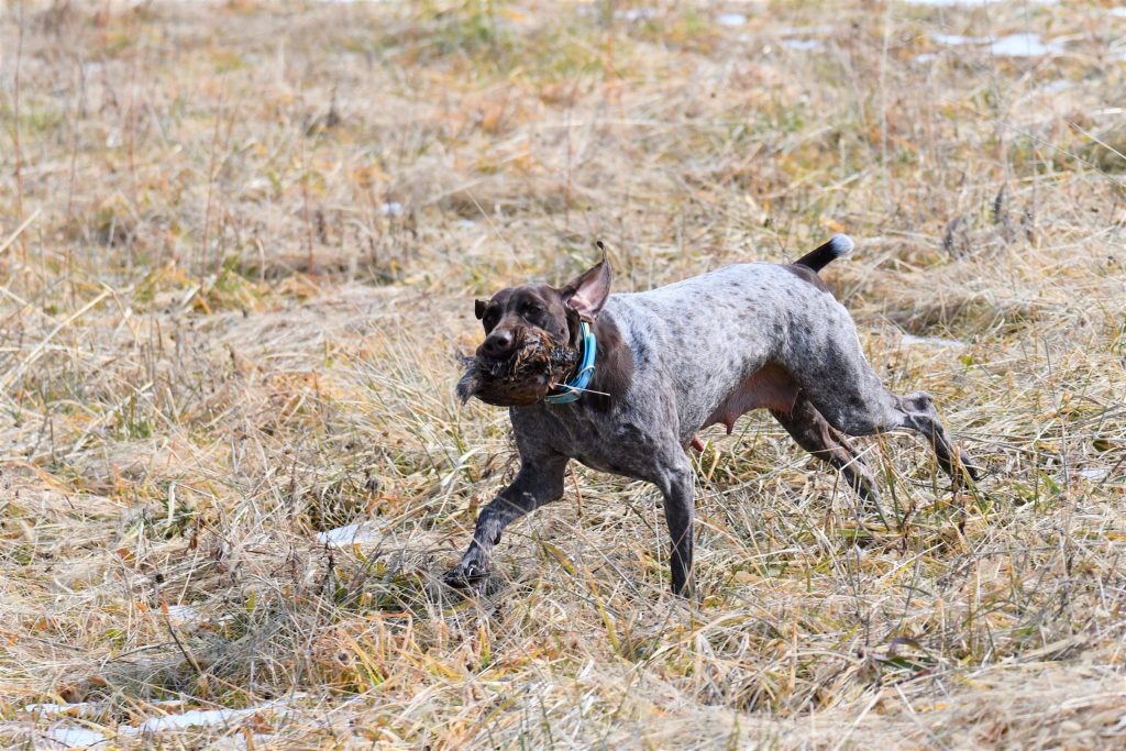 ADDY Yankee Branch Kennel